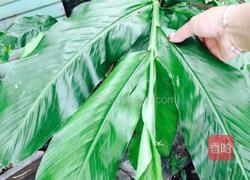 蒸金针菇的做法图解2