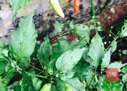 蒸金针菇的做法图解4