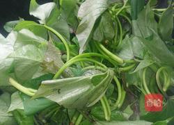 辣炒苕藤尖的做法图解5