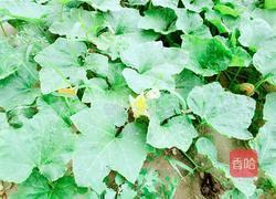 炸南瓜花的做法图解12