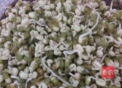自制绿豆芽的做法图解2