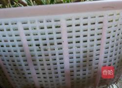 自制绿豆芽的做法图解4