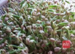 自制绿豆芽的做法图解5