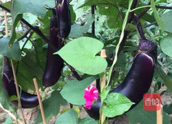 茄汁面的做法图解1