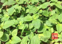 茄汁面的做法图解3