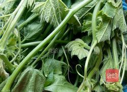 清炒南瓜尖的做法图解1