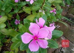 姜汤油茶的做法图解3