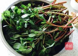 凉拌马齿苋的做法图解1