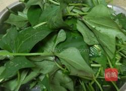 炒红薯叶的做法图解1