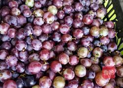 自晾葡萄酒的做法图解2