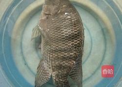 炖煮罗非鱼的做法图解1