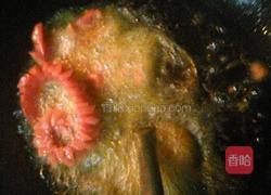 菊花香肠的做法图解6