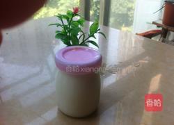 酸奶的做法图解6