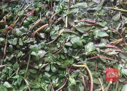 马齿苋炒肉的做法图解2