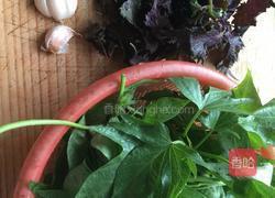 蒜泥红薯苗的做法图解1