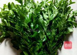 凉拌枸杞叶的做法图解1