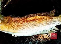 黑鱼红枣南瓜汤的做法图解6