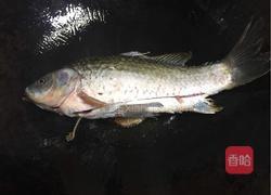 野生鲫鱼汤的做法图解3