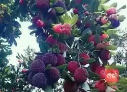 自制杨梅酒的做法图解1