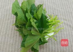 炒红薯叶的做法图解1