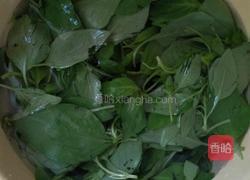 凉拌荆芥的做法图解2