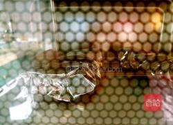 锡纸烤蟹的做法图解7