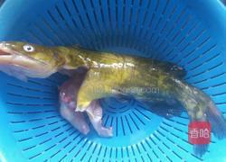 昂刺鱼汤的做法图解2