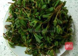 凉拌马齿菜的做法图解1