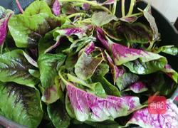 炒血皮菜的做法图解6