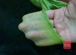 抹茶鲜奶椰蓉面包的做法图解4