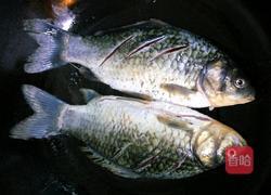 白汤鲫鱼的做法图解3