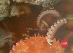 脊骨土豆海鲜锅的做法图解10