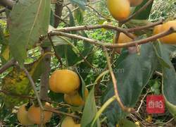 脆甜柿子果的做法的做法图解2