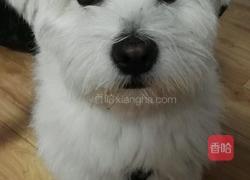 静~狗狗生日蛋糕的做法图解13