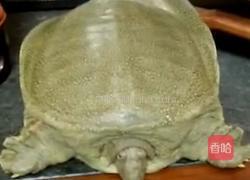 五花肉烧甲鱼的做法图解1
