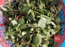 炒马齿苋的做法图解2