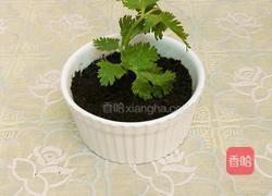 好看又可以吃的小盆栽的做法图解4