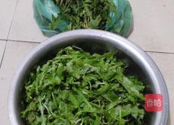 药膳 蒲公英蒸菜的做法图解1