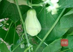 凉拌佛手瓜的做法图解1