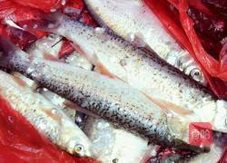 杂烩香酥小杂鱼的做法图解1