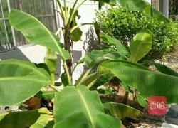 客家煎酿粄的做法图解2