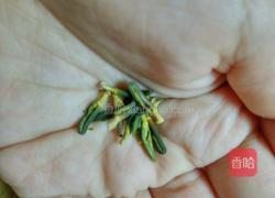 菊花胖大海茶的做法图解5