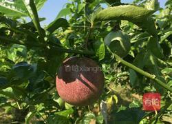 百香果蜂蜜水的做法图解1