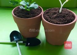 盆栽甜品的做法图解6