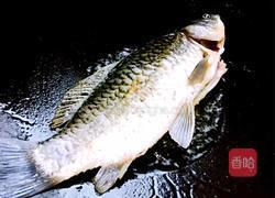 筒骨鲫鱼豆腐汤的做法图解3