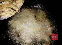 炸泥鳅的做法图解3