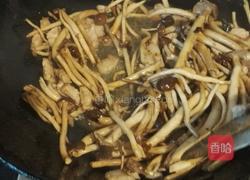 干锅茶树菇的做法图解7