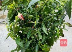 花色糯米饭的做法图解2