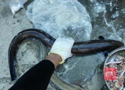 豆鼓河鳗的做法图解1