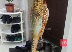 小野鸡炖蘑菇的做法图解1